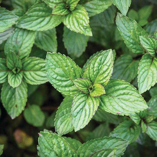 PURE MENTHE Очищающий Гель для Умывания с Перечной Мятой БИО - для Комбинированной и Жирной Кожи